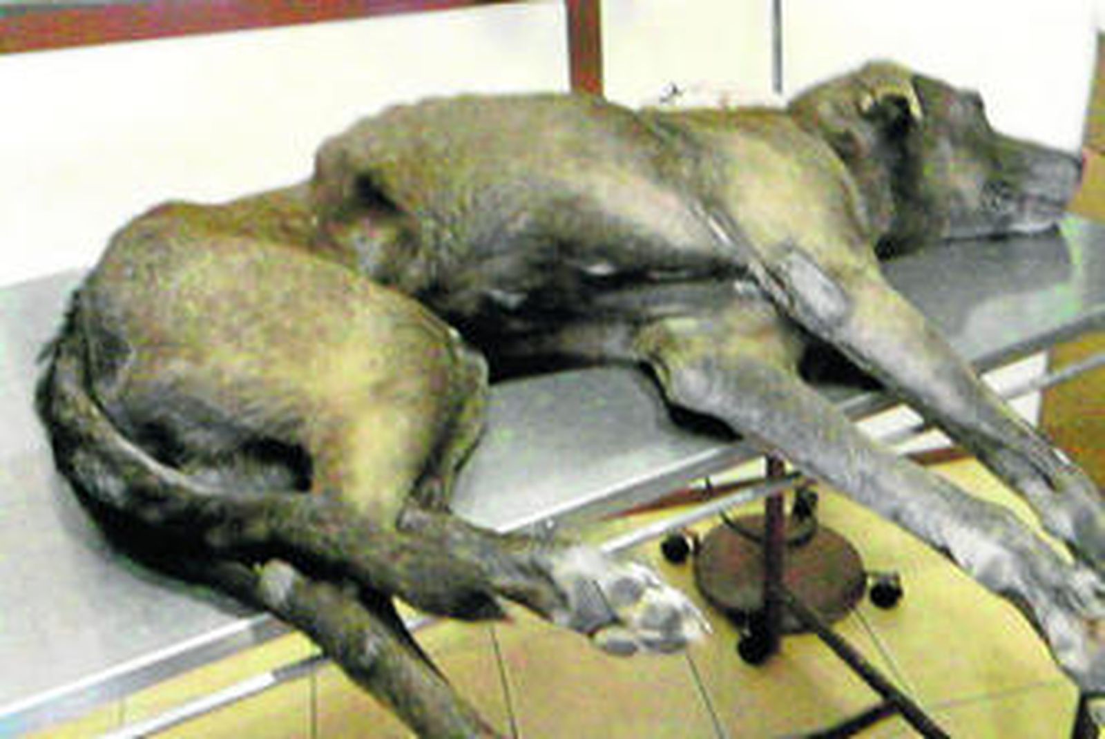 El animal, el día que fue entregado a la protectora, con un estado de desnutrición avanzado.