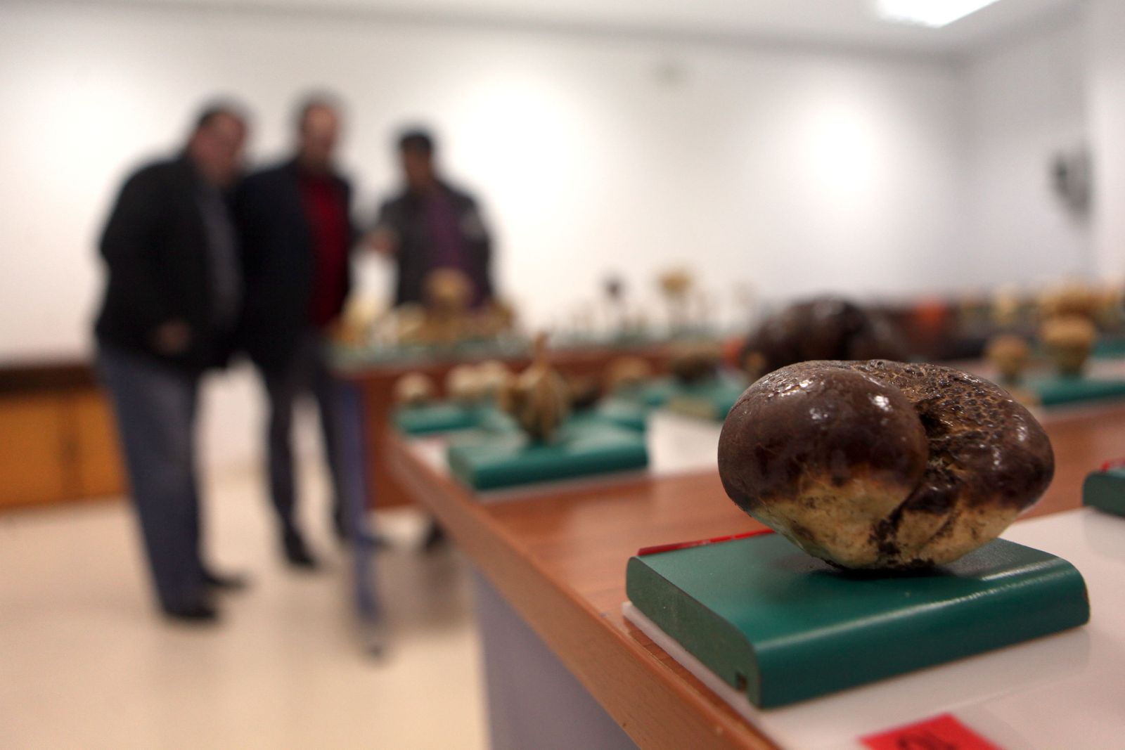 Jornadas Micológicas en Jimena.