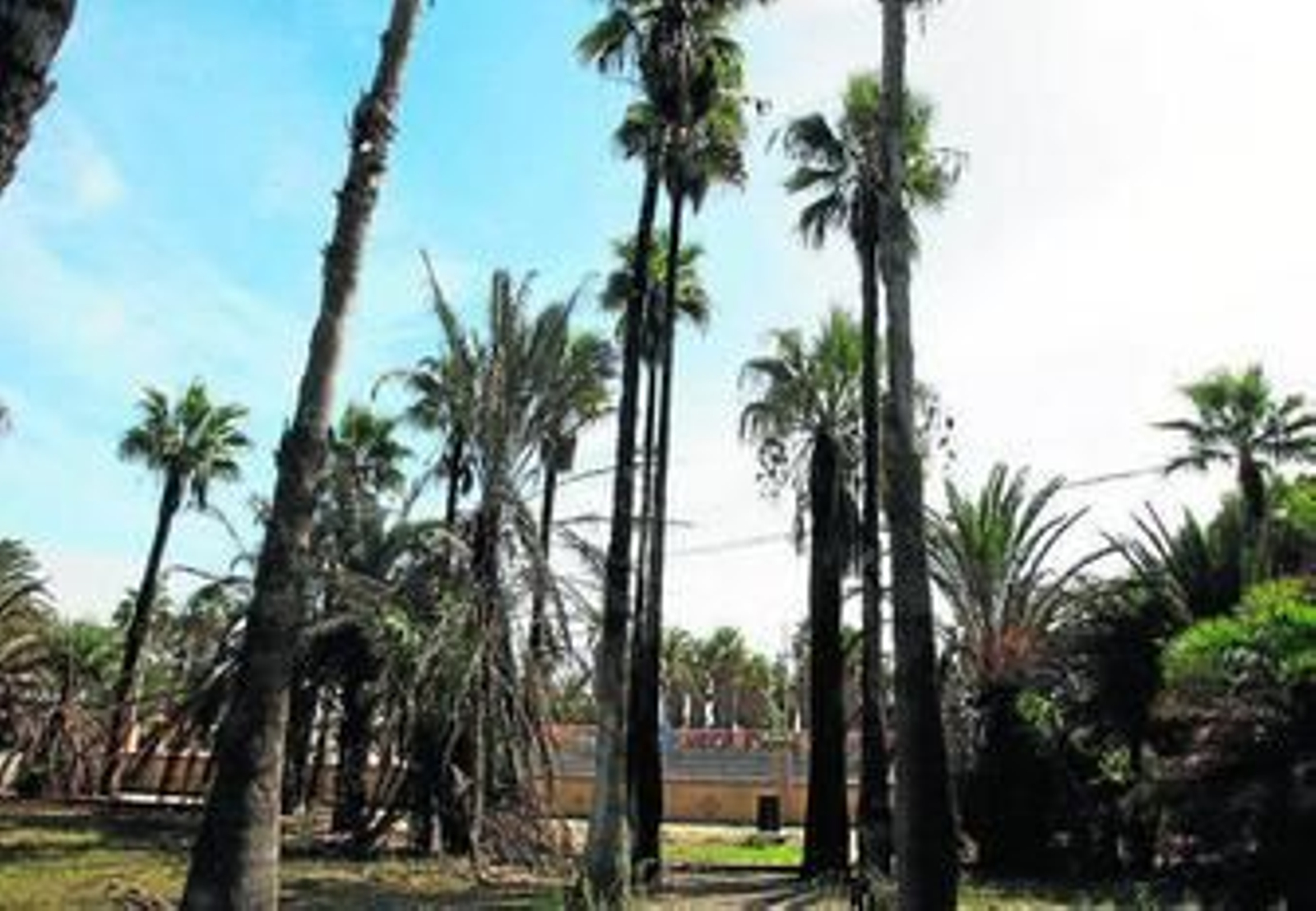 Algunas de las palmeras que han resultado dañadas por estos incendios.