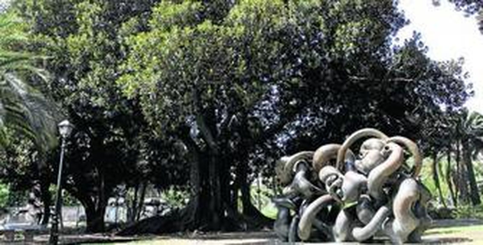 Málaga escribe su historia en sus árboles decanos