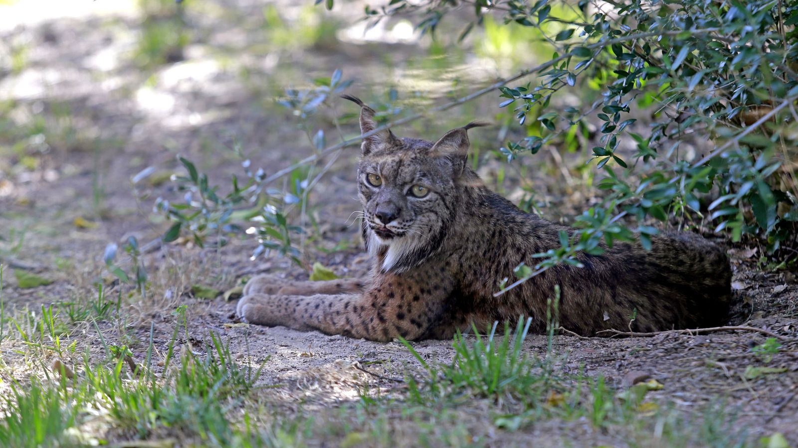 Reapertura del Zoo de Jerez