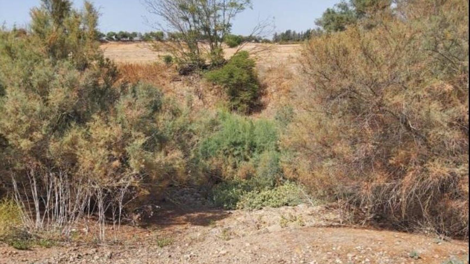 Estado actual de la zona de la laguna.