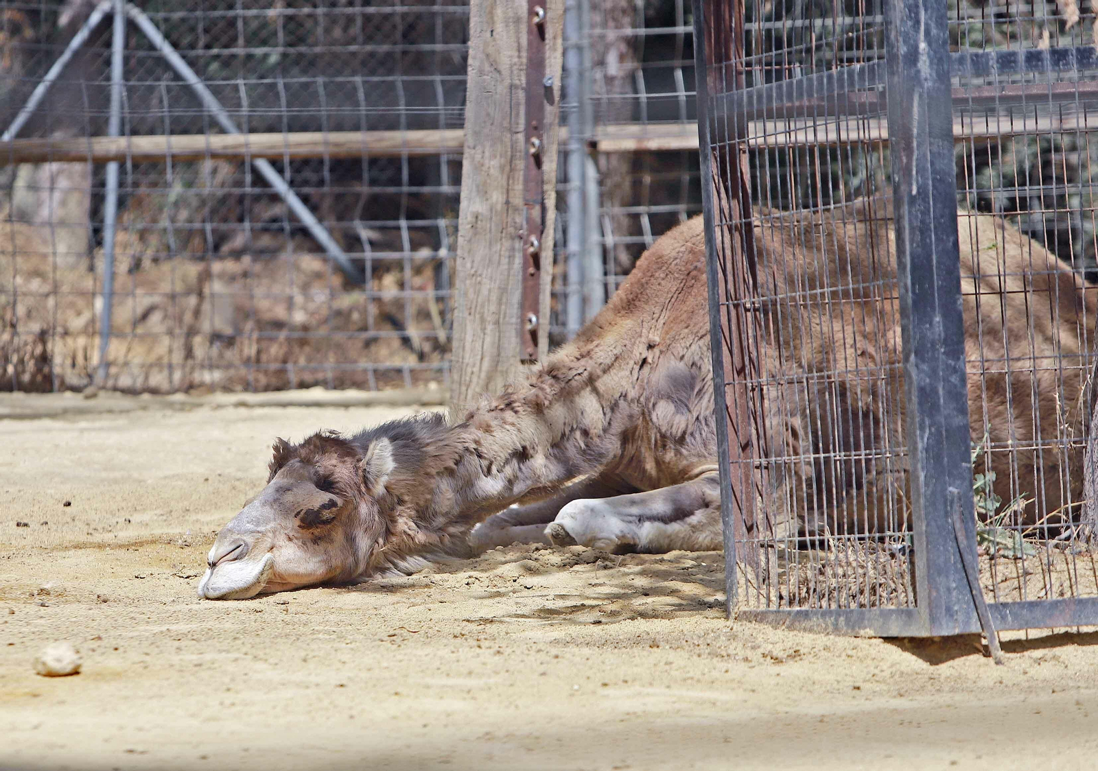 Los animales más viejos del Zoobotánico
