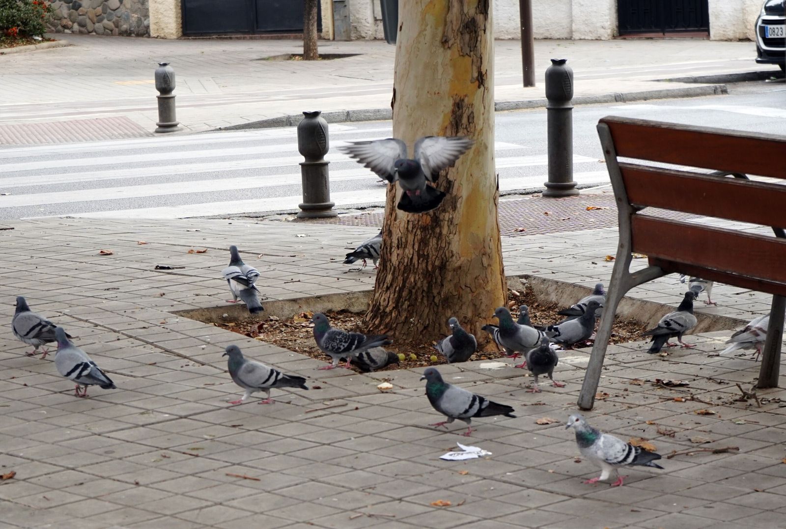 El PSOE pide un plan especial de limpieza para el puente y la Navidad en Granada