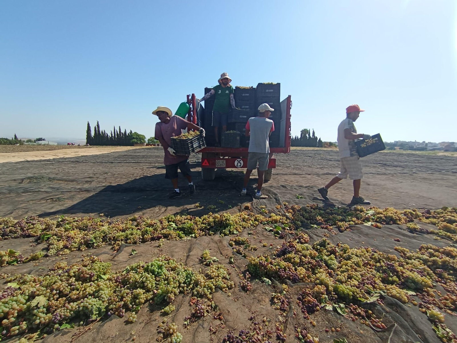 Actividad en una pasera en Montilla.