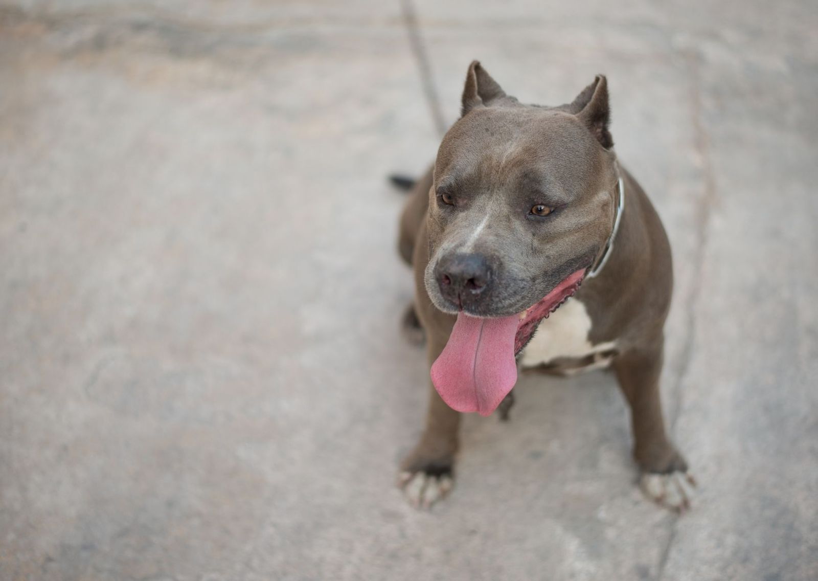 Dos pitbulls matan a un niño de tres años