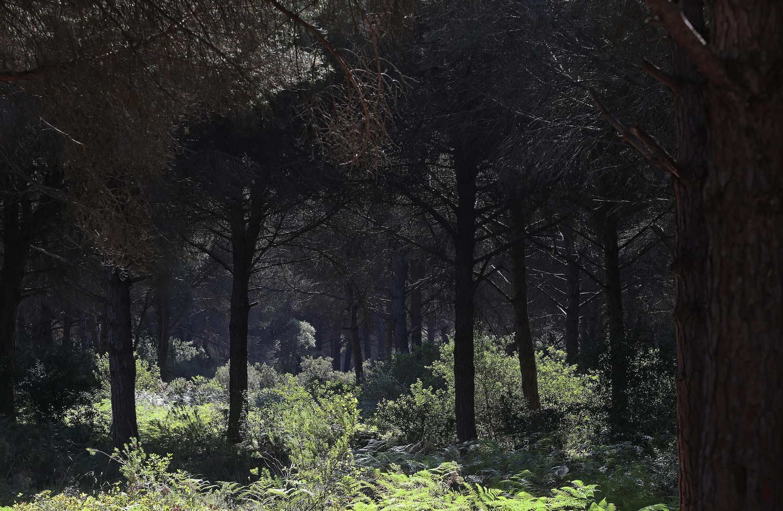 El Pinar del Rey de San Roque, en imágenes