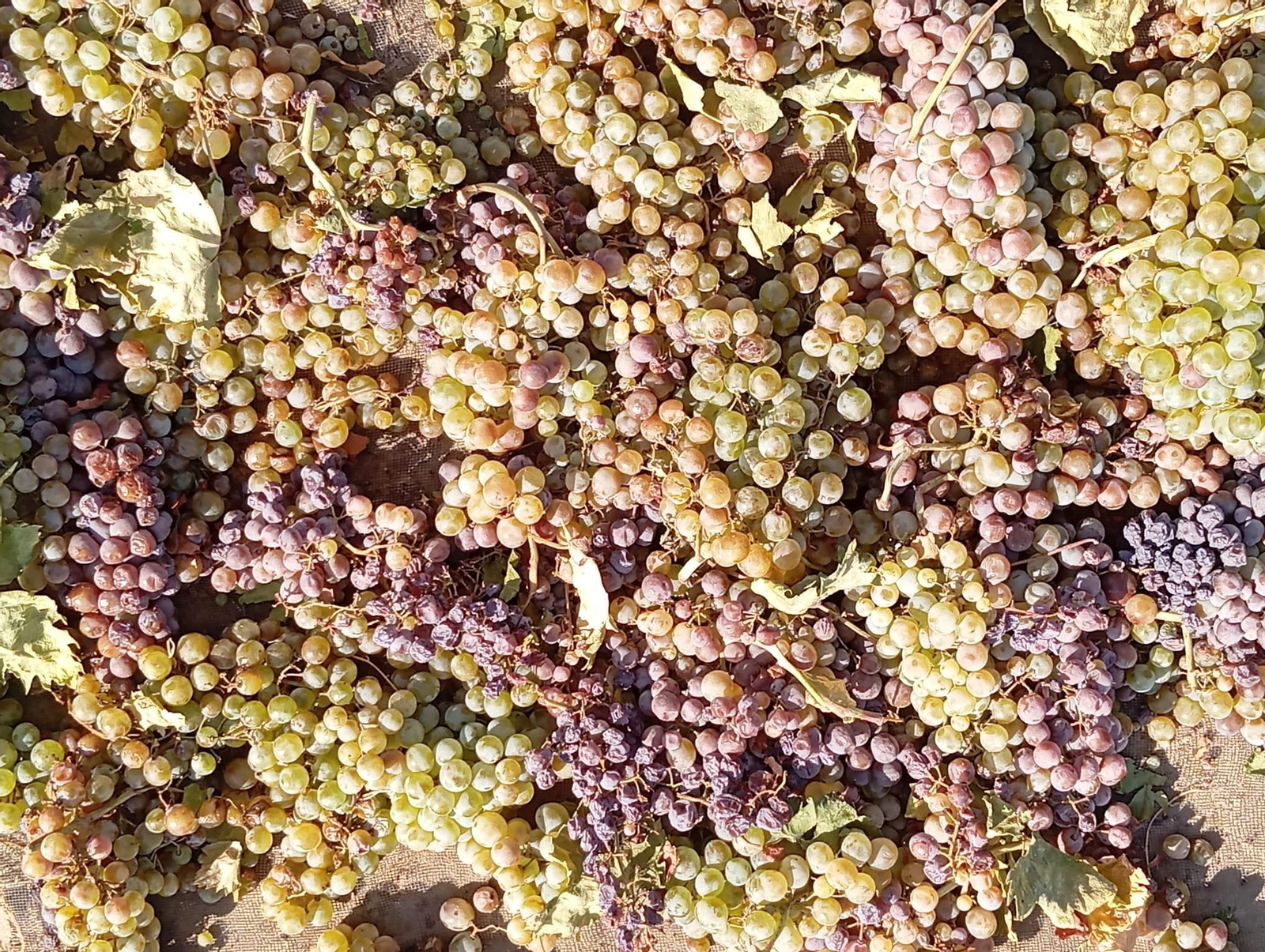 La vendimia de Montilla-Moriles