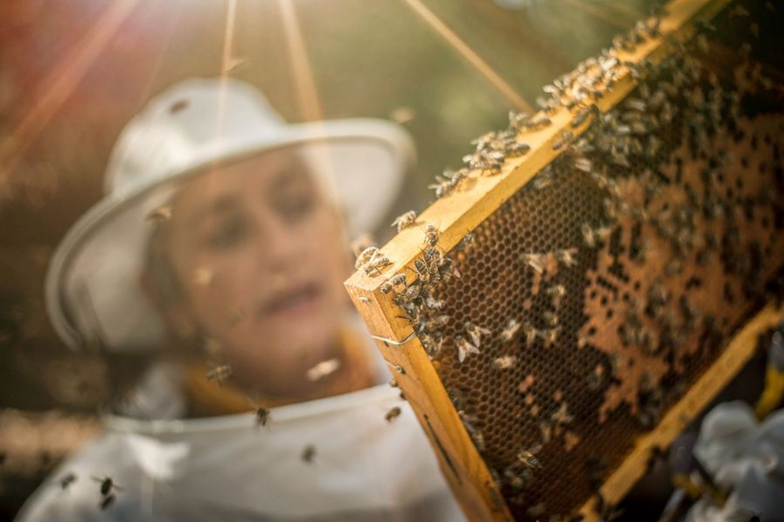 Fotografía titulada “La apicultora optimista” hecha por Francisco Javier Domínguez García
