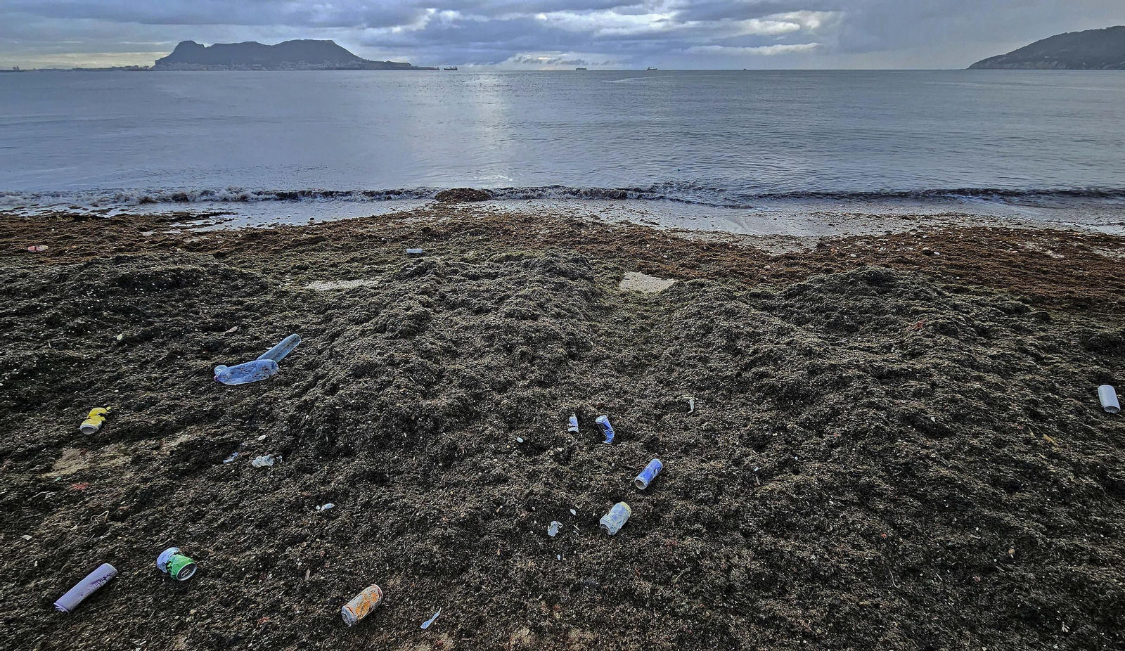 Fotos del nuevo arribazón de alga invasora en la playa de Getares en Algeciras