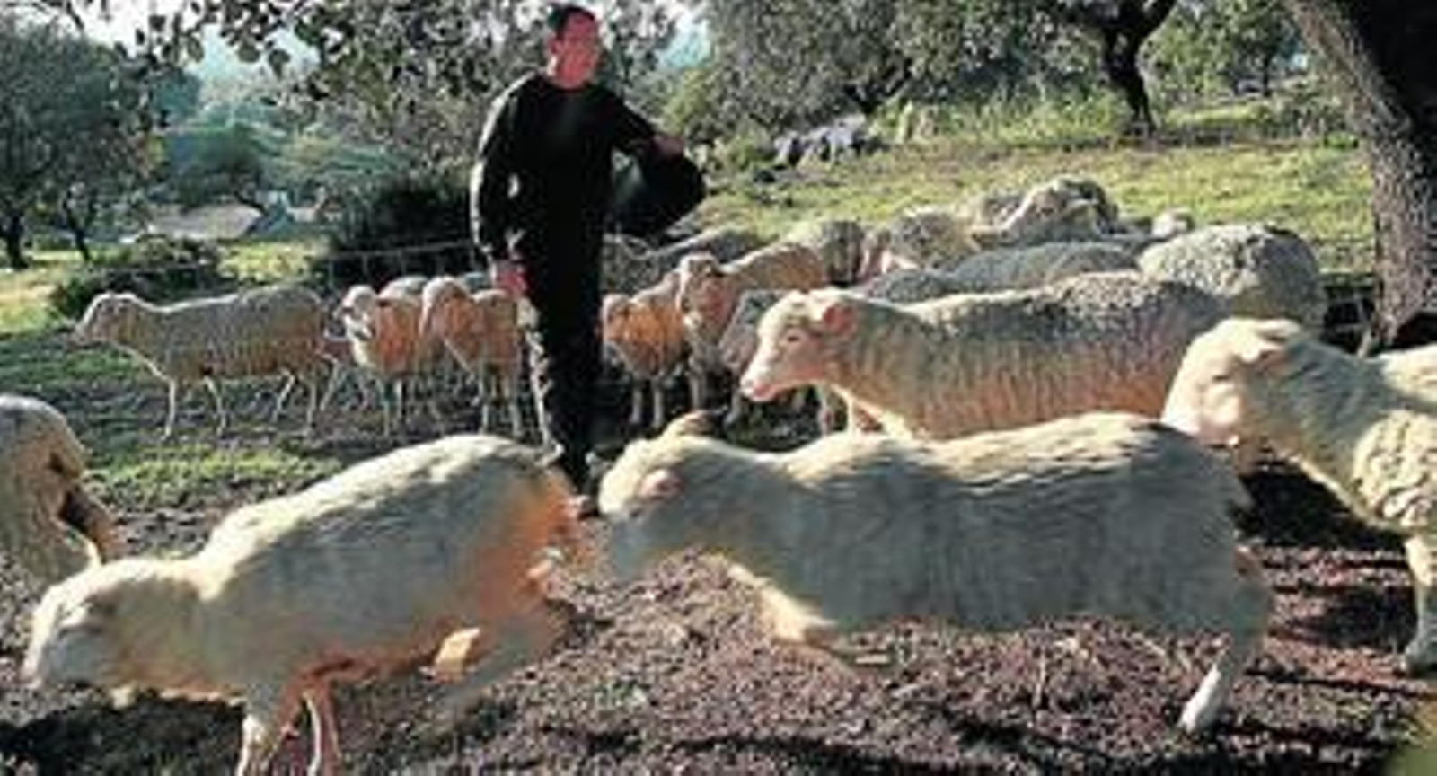 Alfredo Moreno aparta sus borregos en la finca que posee en El Pozuelo, el pasado viernes.