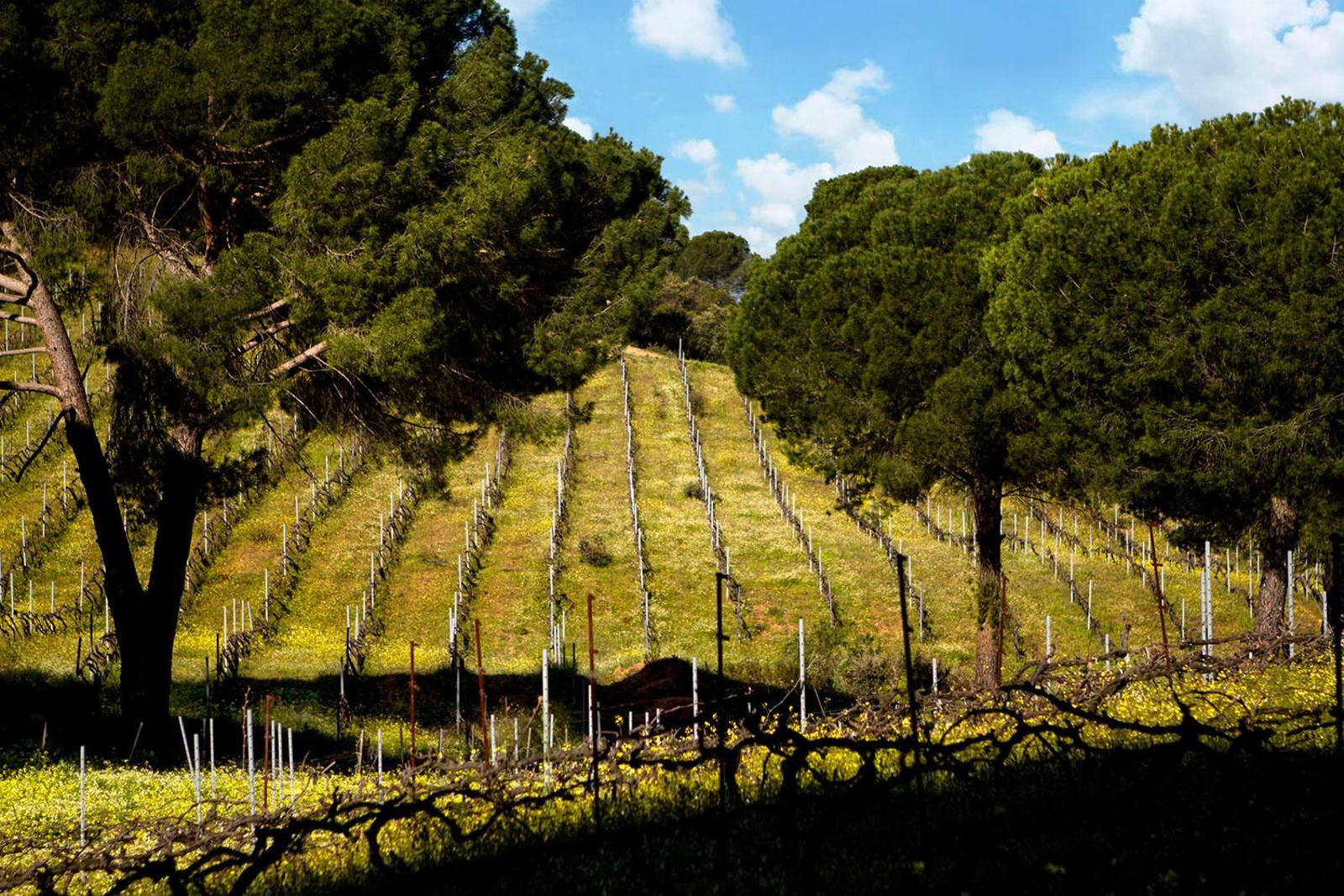 La bodega de Vinos Vítaca se encuentra en el Parque Natural Sierra de Andújar.