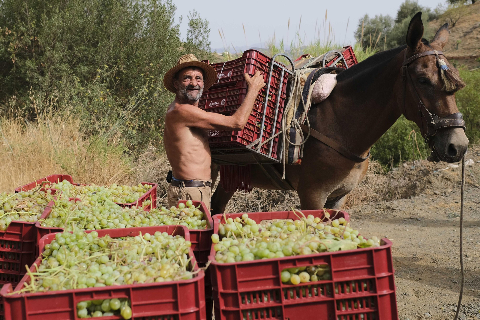 La vendimia de la Axarquía, en fotos