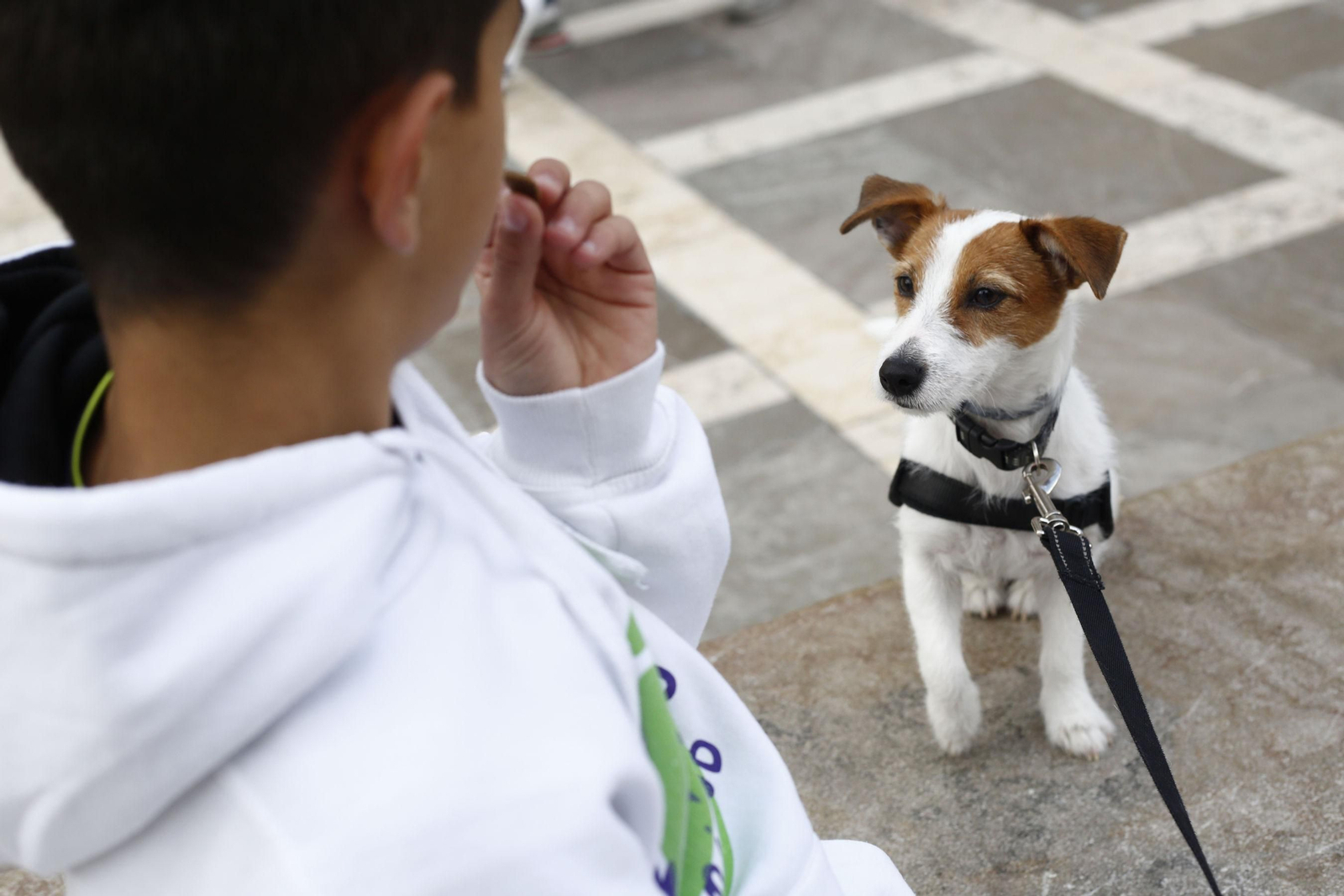 Imagen de archivo de un niño y un perro en Granada capital
