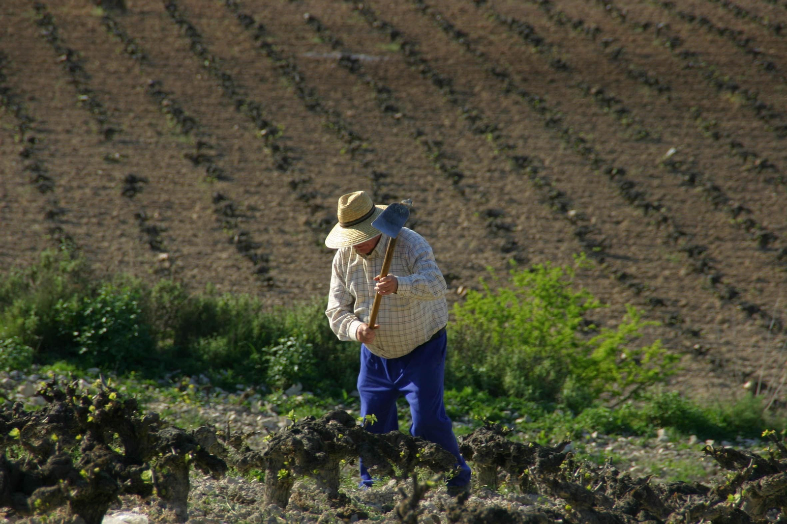 Un agricultor trabajando en el campo.