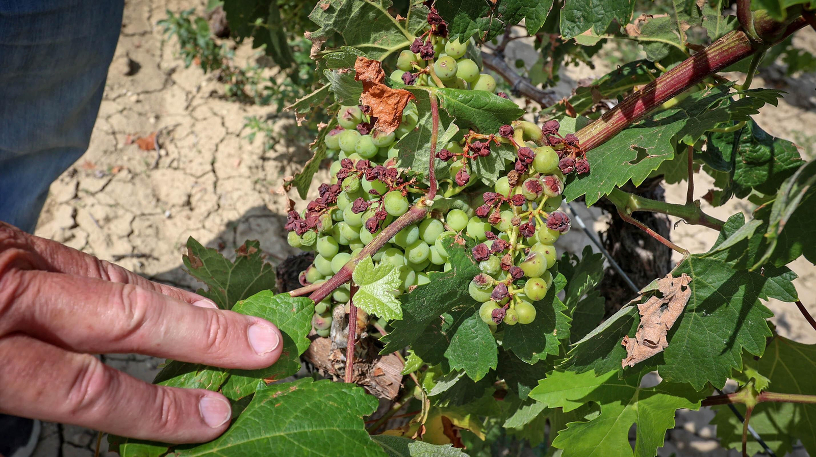 El pedrisco daña los viñedos de Trebujena