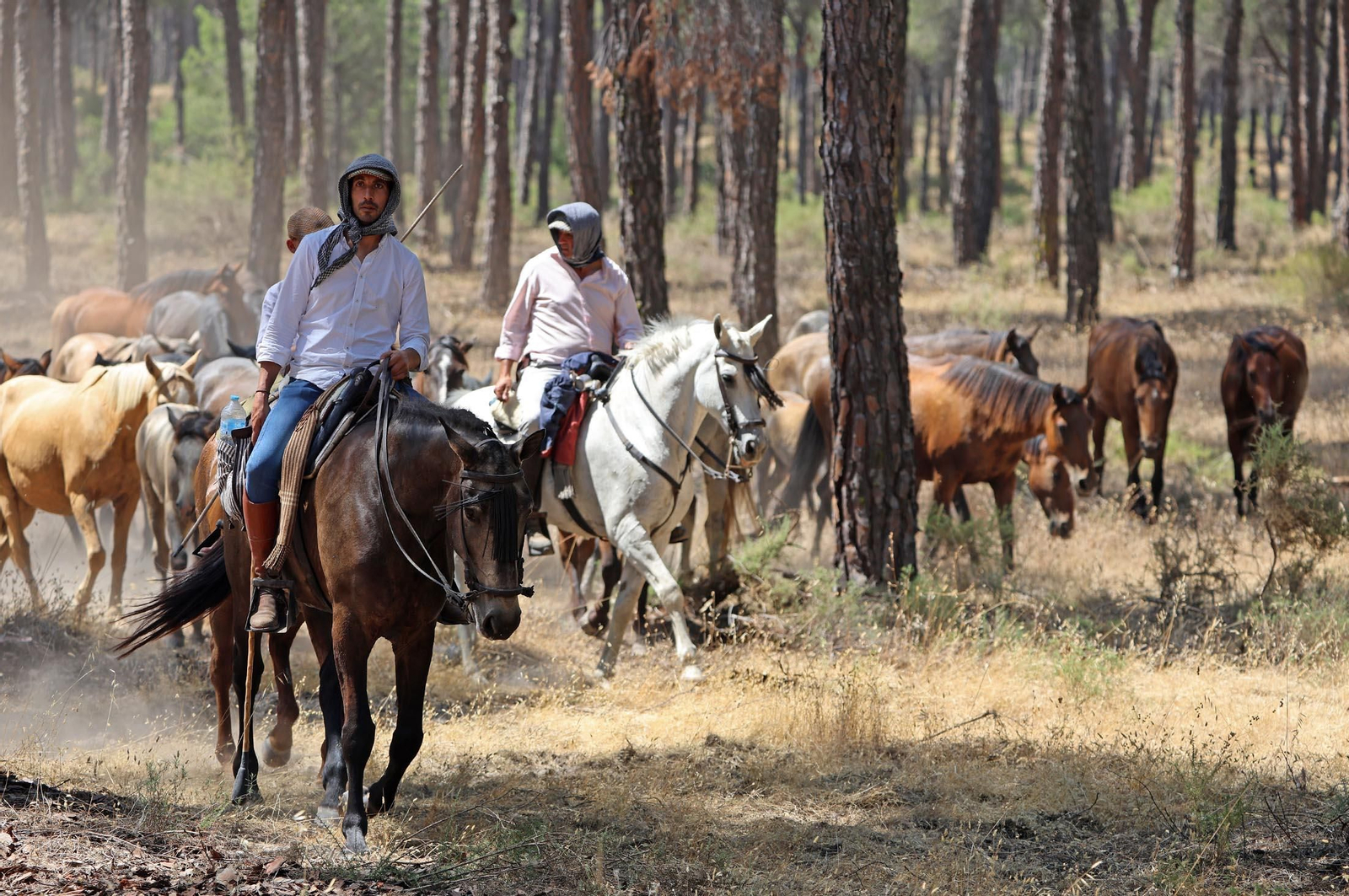 Las mejores imágenes de la Saca de las Yeguas 2025