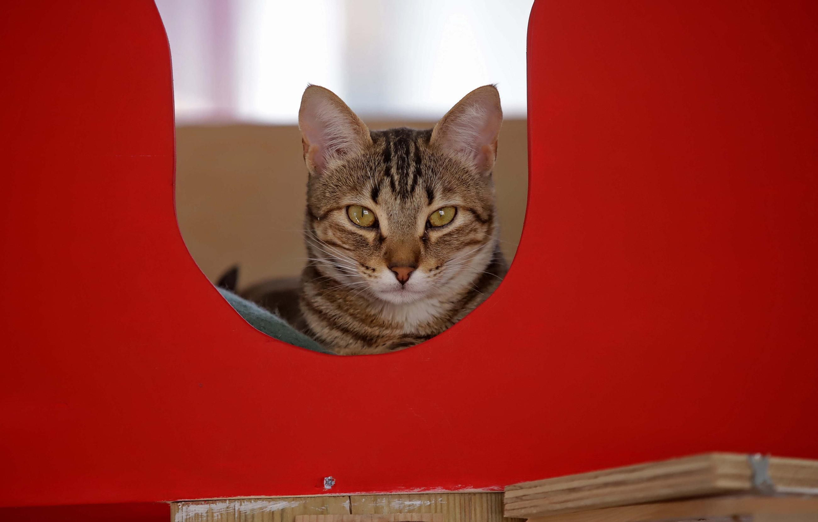 Fotos de Kitty Cat, la cafetería - refugio de gatos en La Línea