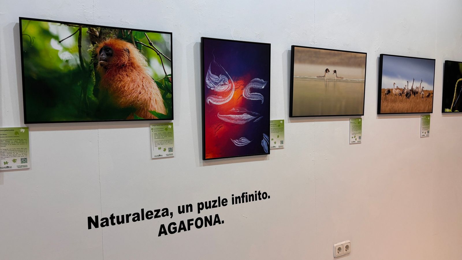 Exposición 'Naturaleza, un puzle infinito' de Agafona