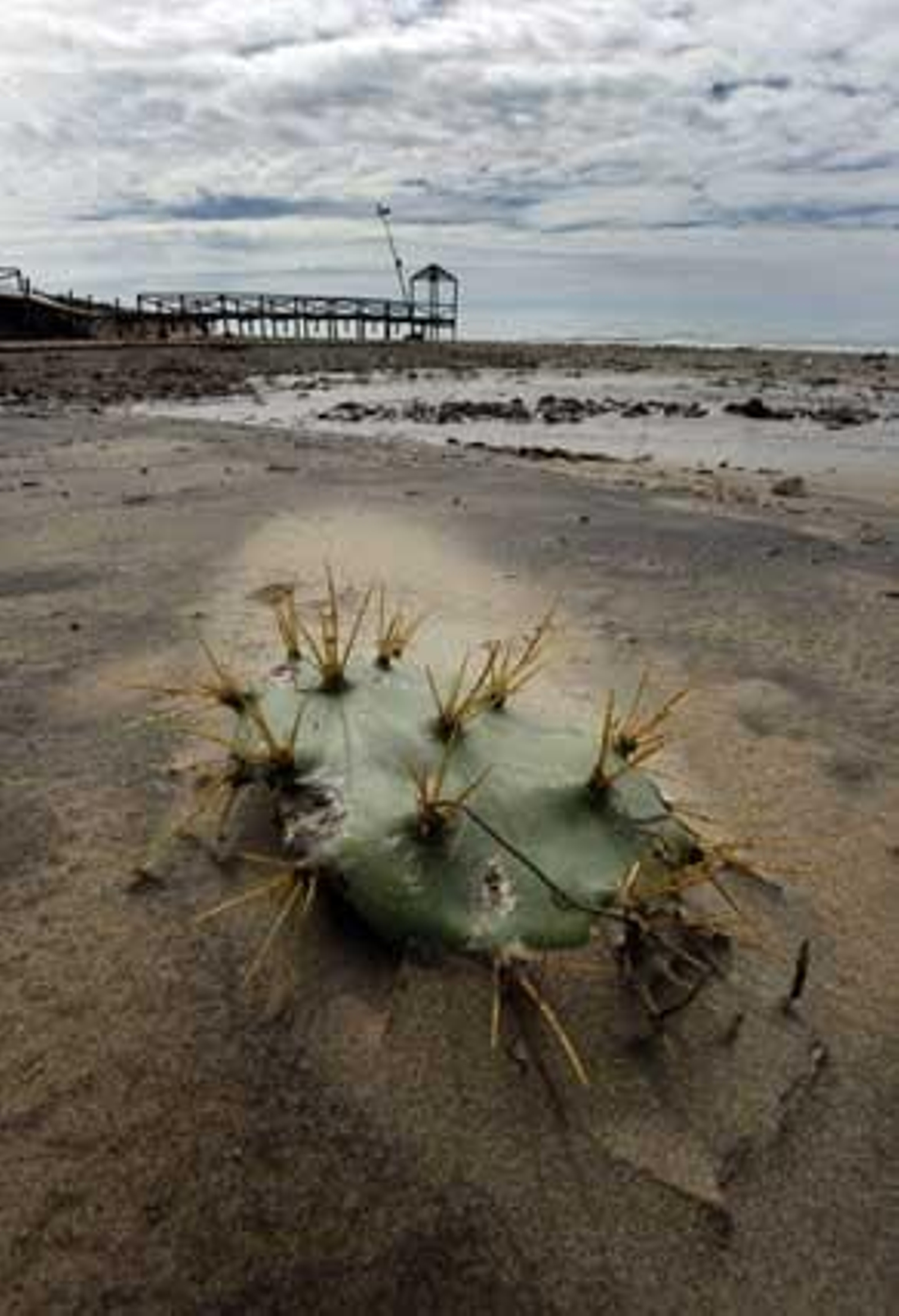 El litoral se deteriora día a día, a la espera de los 3,9 millones de euros de inversión del Ministerio de Medio Ambiente

Foto: Fito Carreto-Paco Periñán-Elias Pimentel