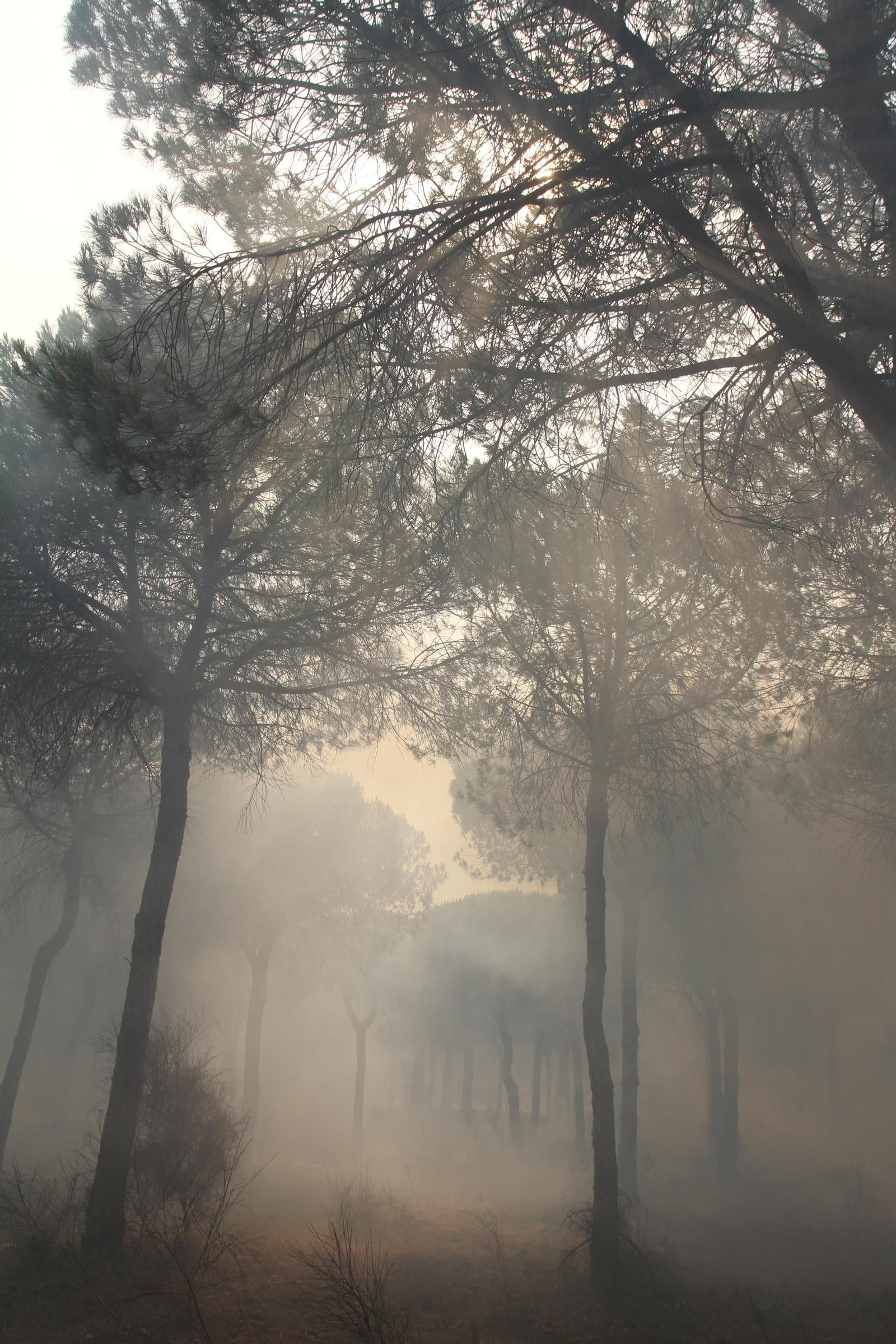 Las imágenes del incendio en Moguer y Mazagón