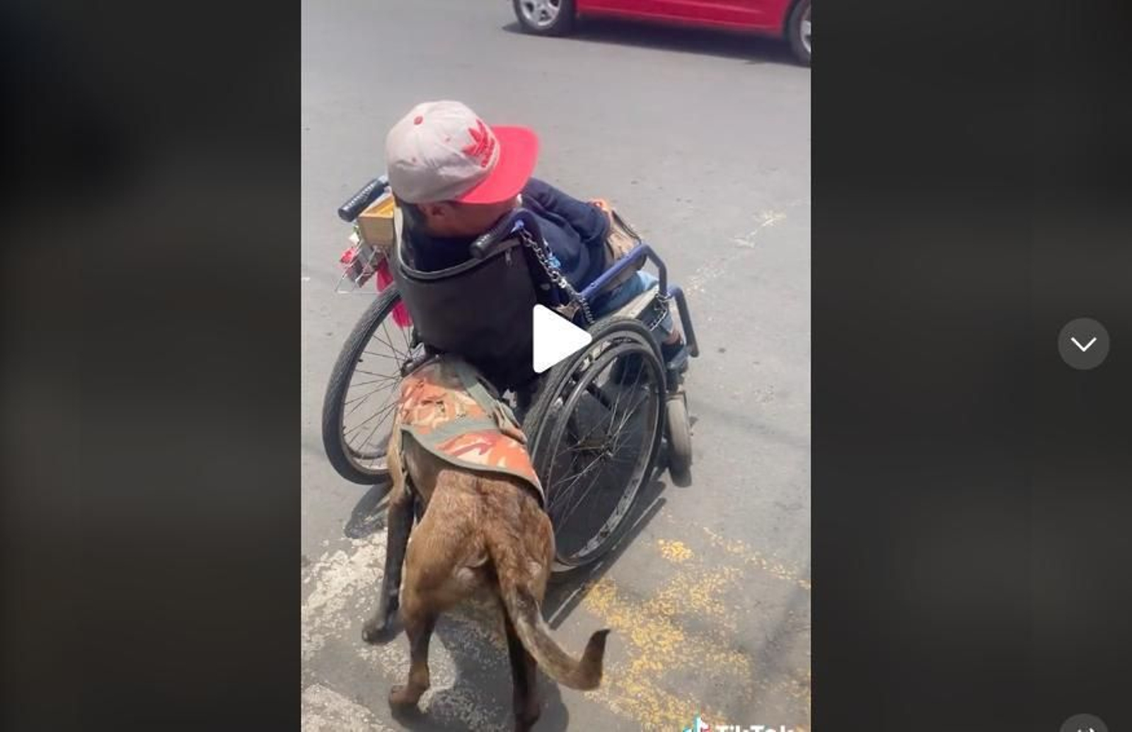 El tierno gesto de una perra al ayudar a su dueño con discapacidad a moverse en silla de ruedas tirando de él