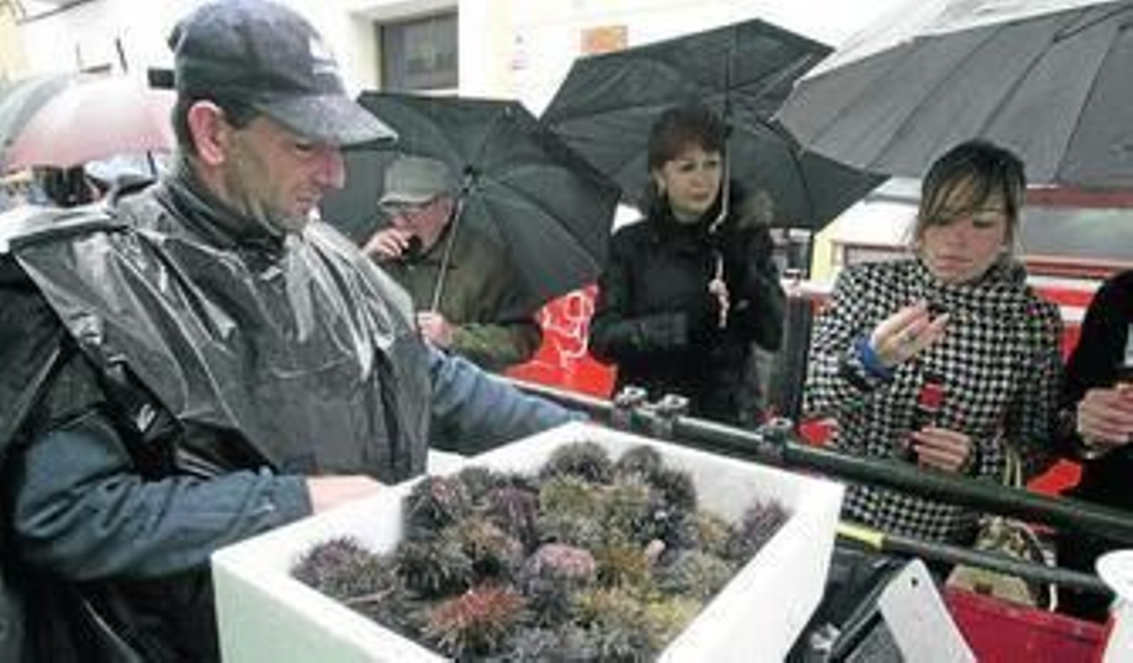 Bolsas de basura sirvieron de improvisados chubasqueros a los encargados de cortar los erizos.