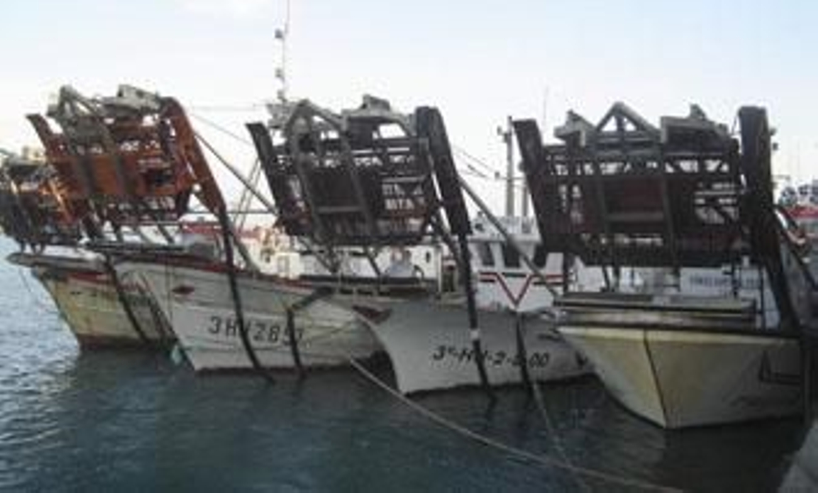 La parada biológica de la chirla en el Golfo de Cádiz termina mañana