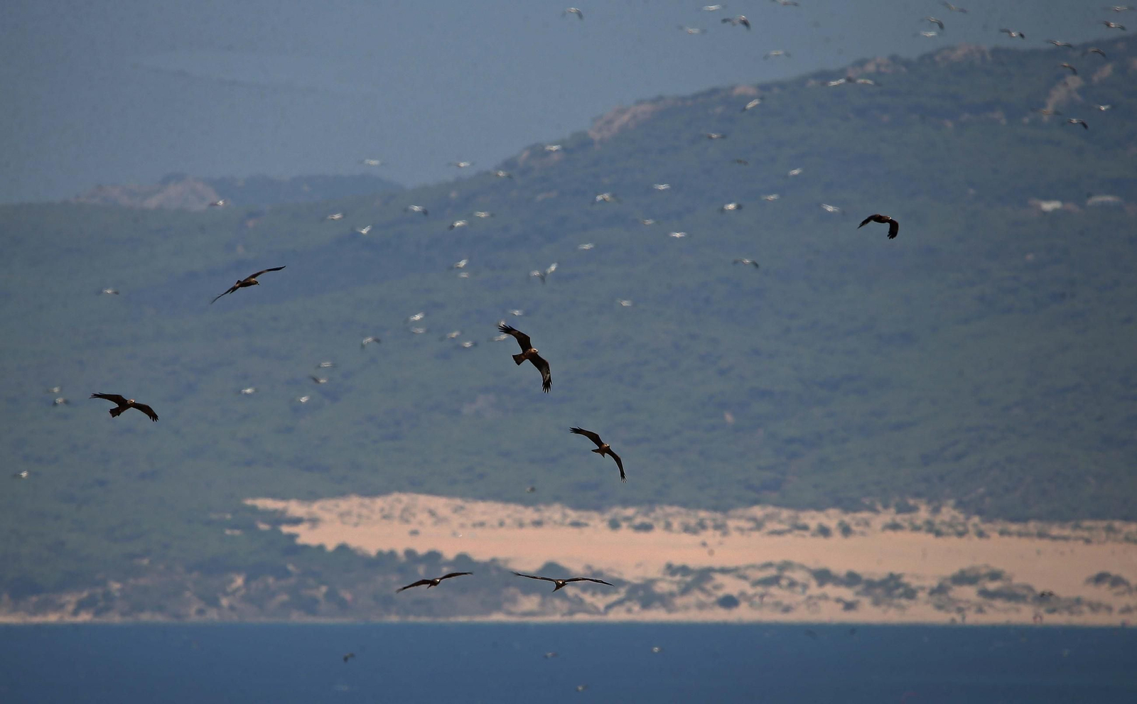Migración de aves en Tarifa.