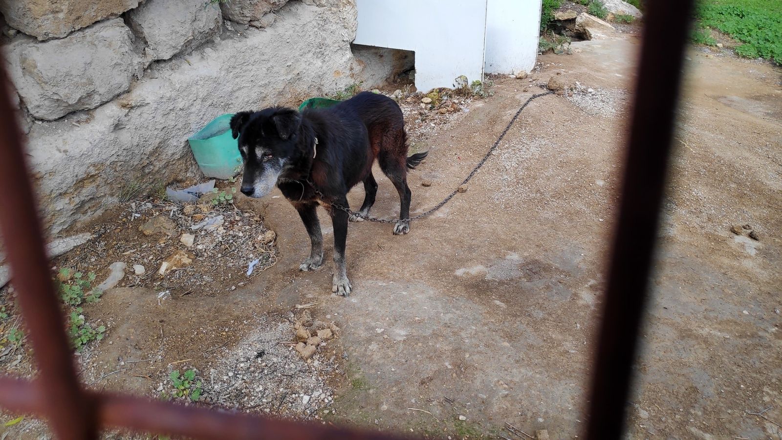 Abyda denuncia situaciones como las de Viviana: esta perrita ha estado toda su vida atada en un campo de Jaén.