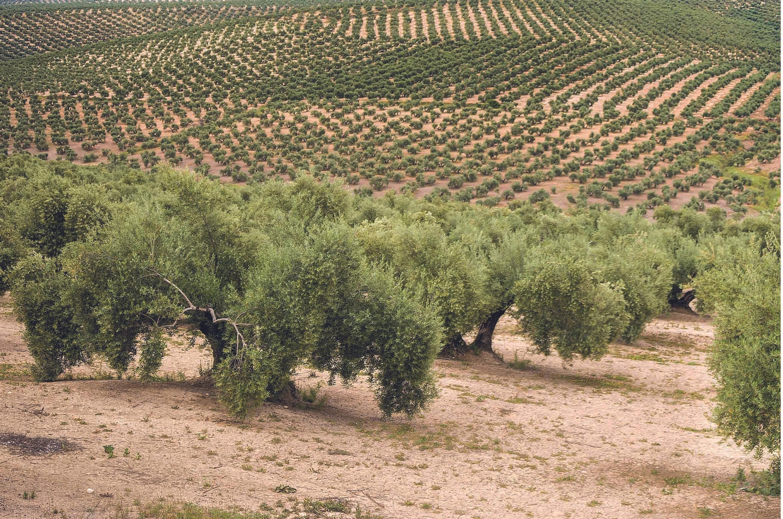 Una imagen de un olivar.