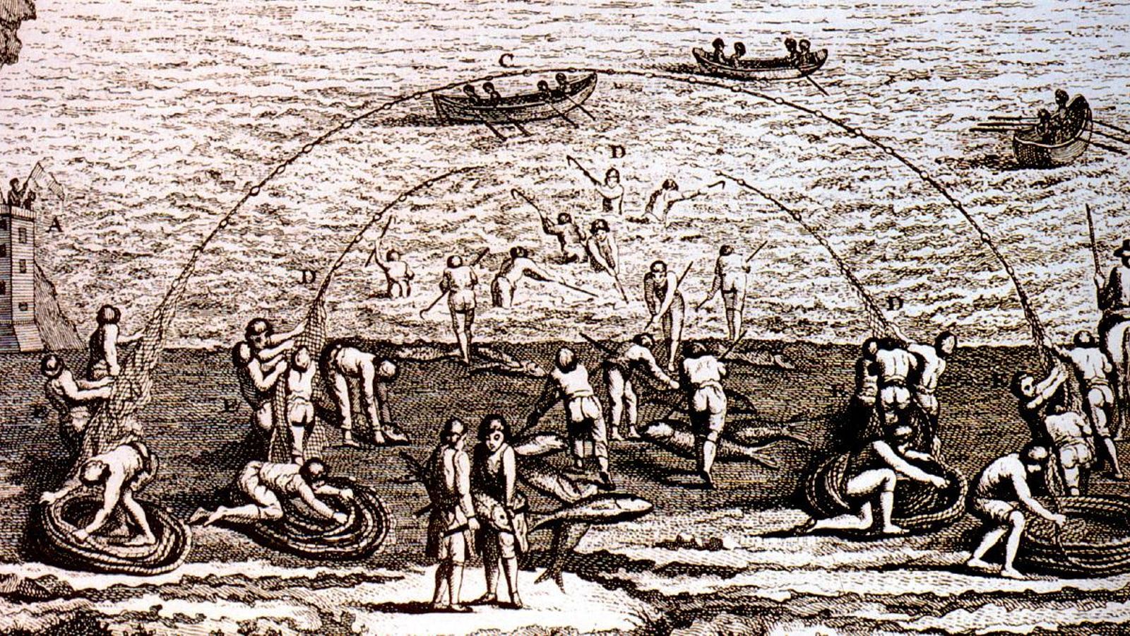 Pesca de atunes en una almadraba de tiro.