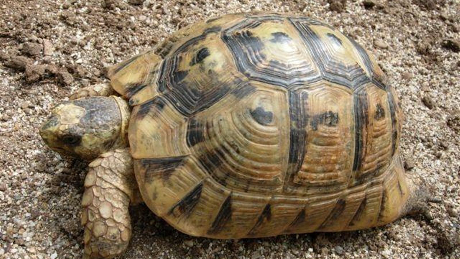 De la tortuga mora (Testudo graeca) se conocen diecisiete subespecies diferentes.