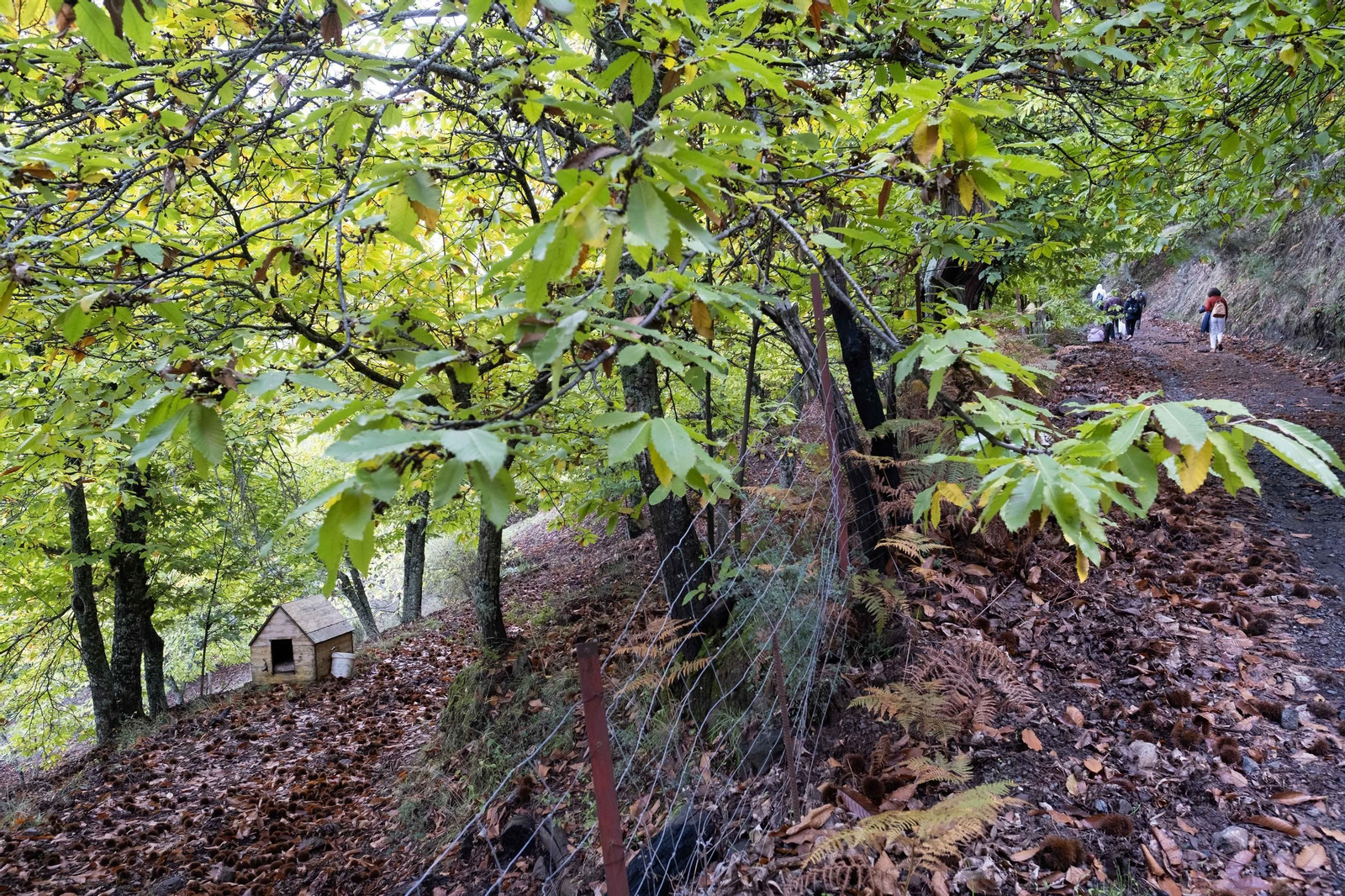 El Bosque de Cobre del Valle del Genal, en fotos