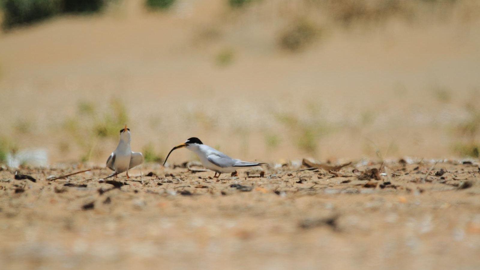 Charrancitos en la playa puntaumbrieña.