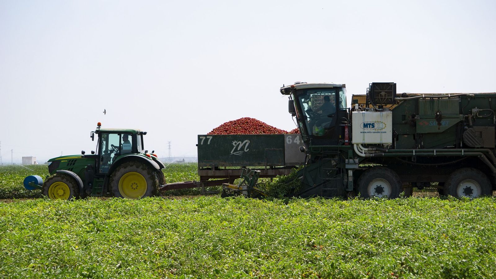 La cooperativa Las Marismas de Lebrija cultiva 1.302 hectáreas y tiene una fábrica de concentrado de tomate