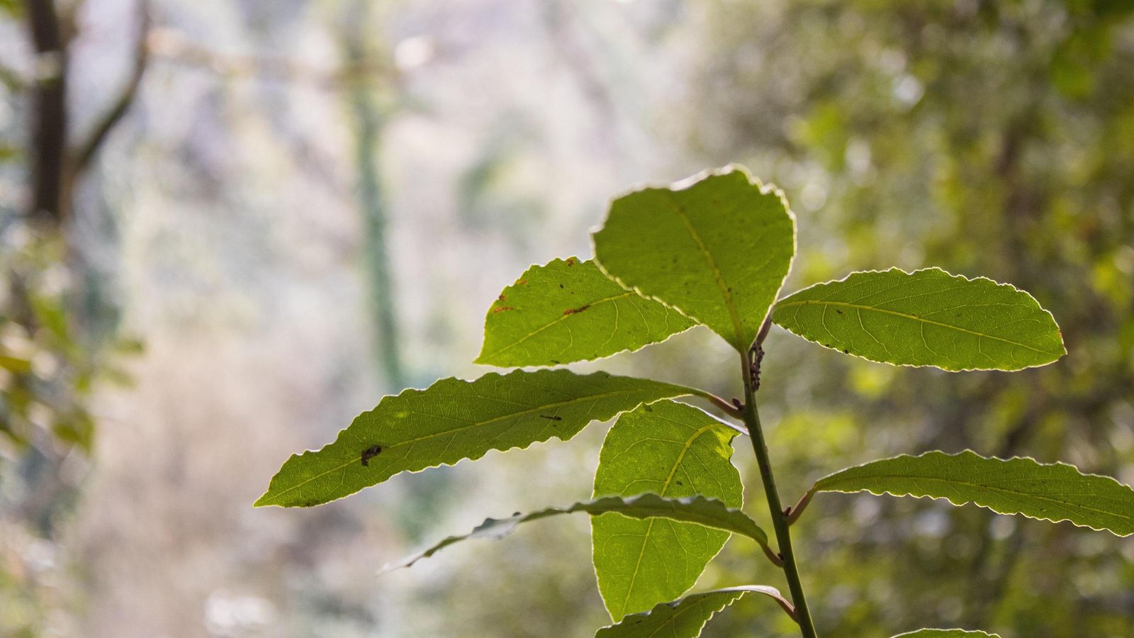 El laurel es símbolo de triunfo.