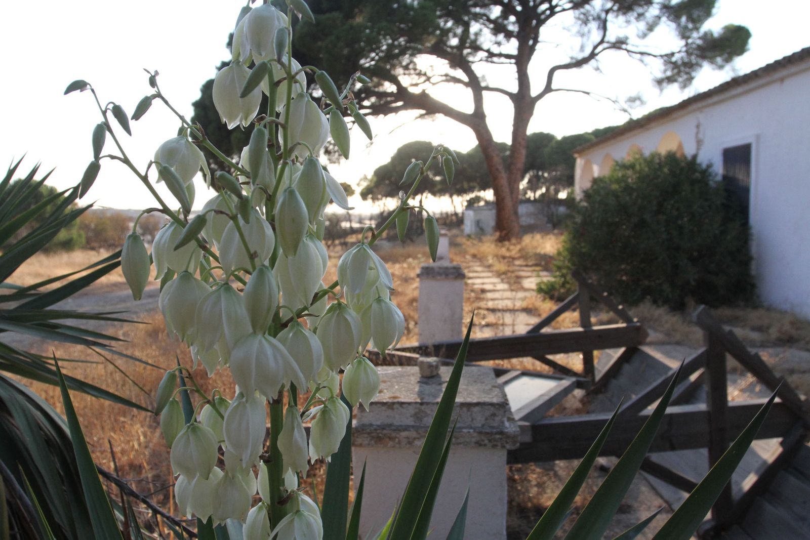 La importancia de la finca es capital en las obras de Juan Ramón Jiménez, que la evoca continuamente en obras como 'Platero y yo'.