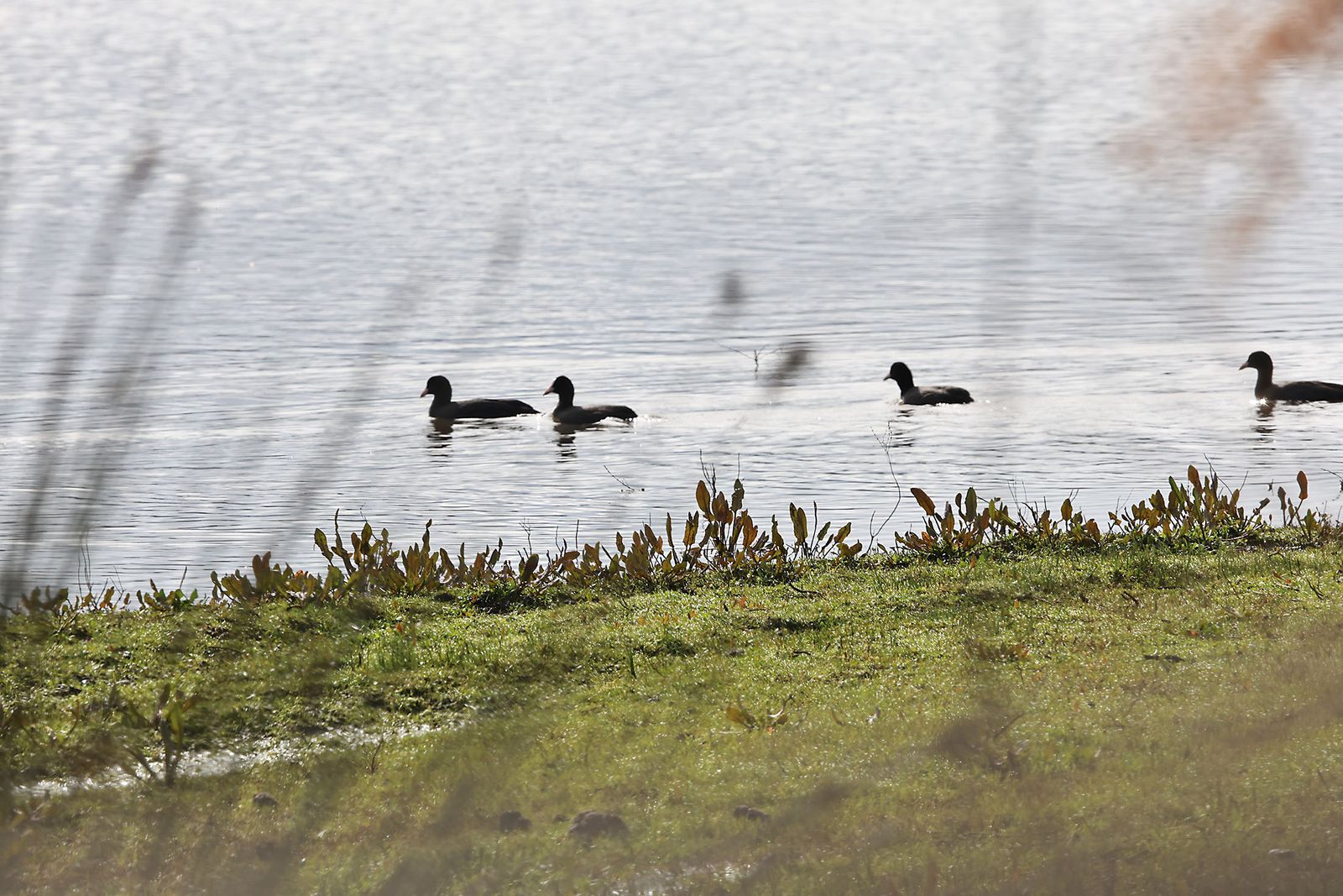 Estado actual en el que se encuentran las Marismas del Rocío tras las últimas lluvias
