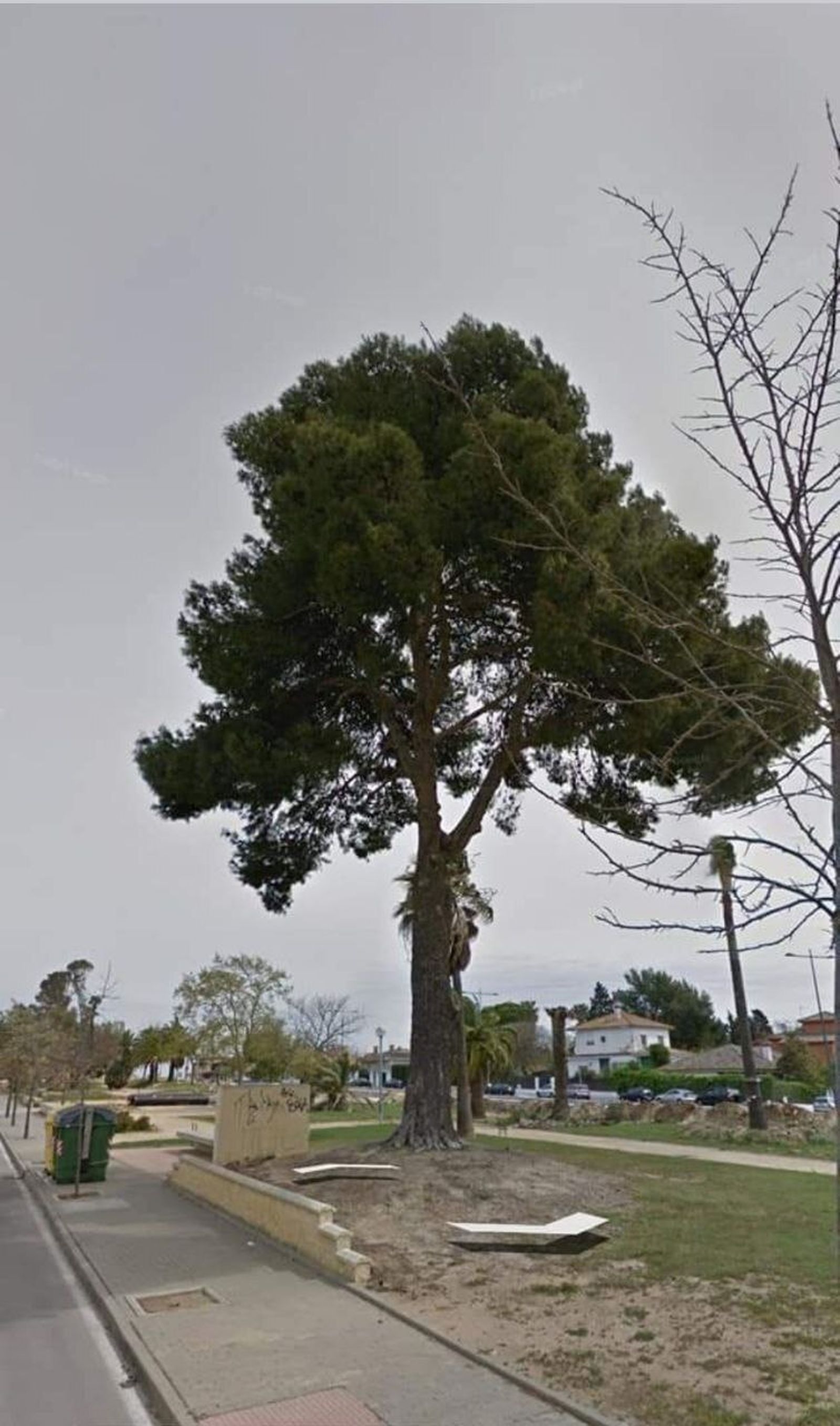 Un árbol de la ciudad.