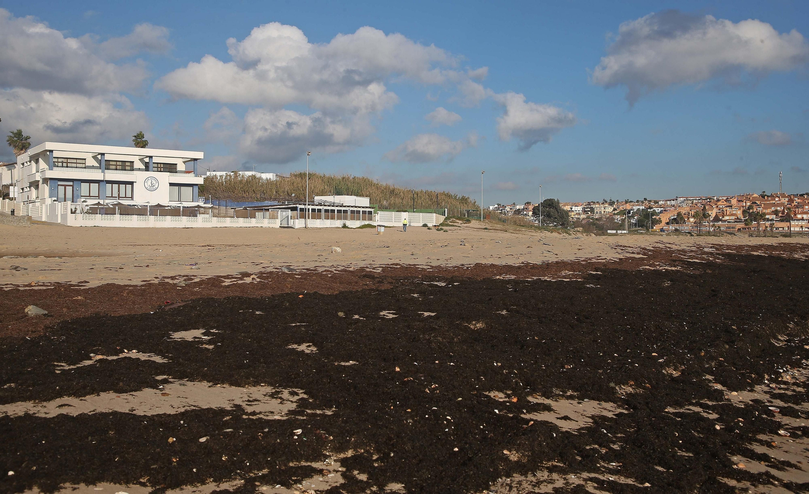 Fotos del alga invasora en la playa de Getares