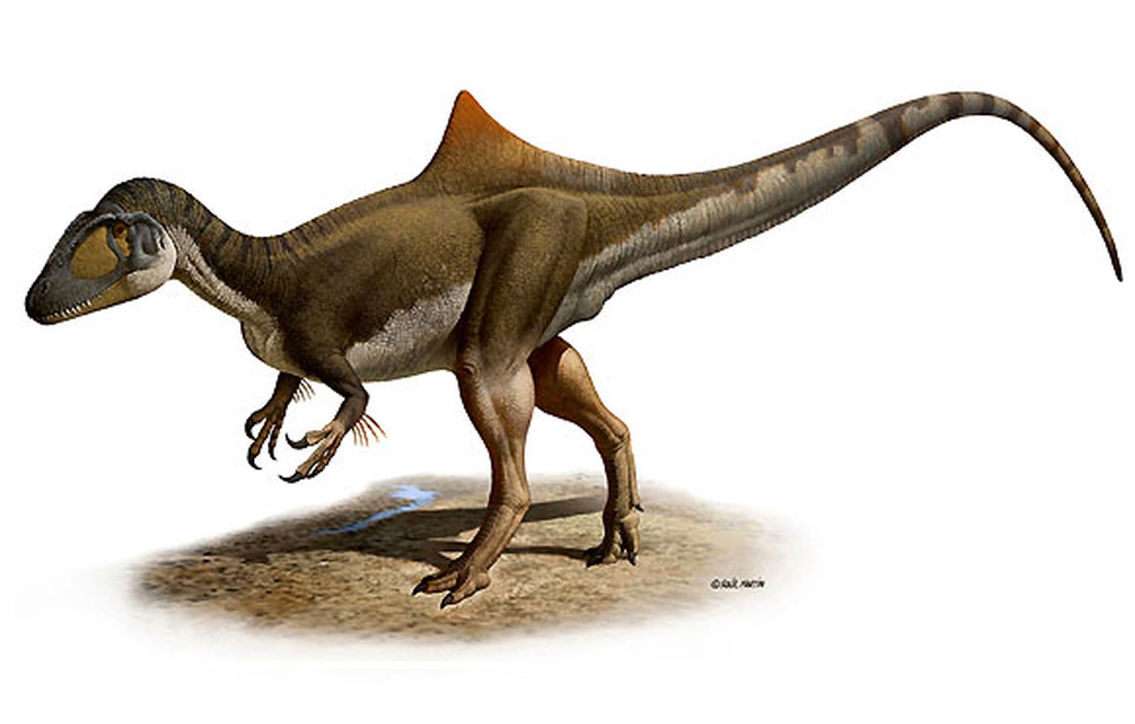 Descubren en España el primer dinosaurio jorobado del mundo