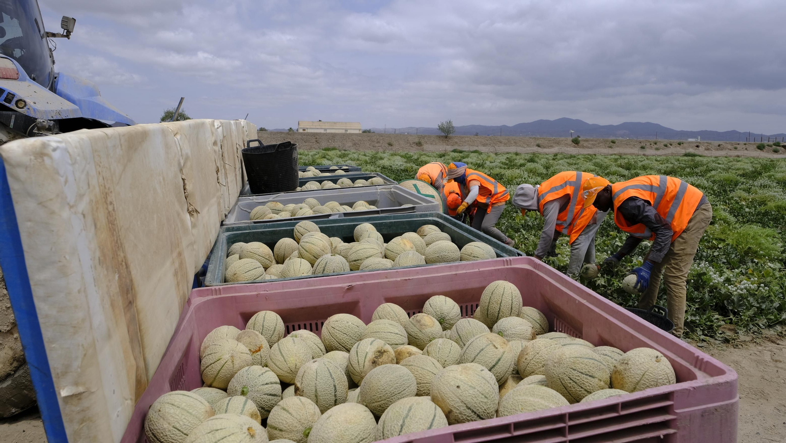 La sandía y el melón de Huércal Overa, manjares en imágenes