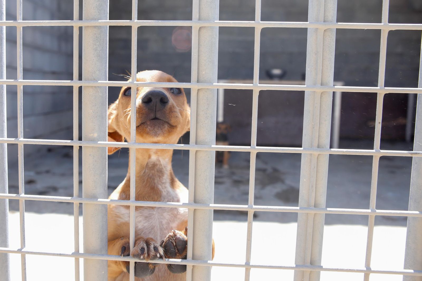 Las fotos de la protectora de animales de La Línea El gato andaluz