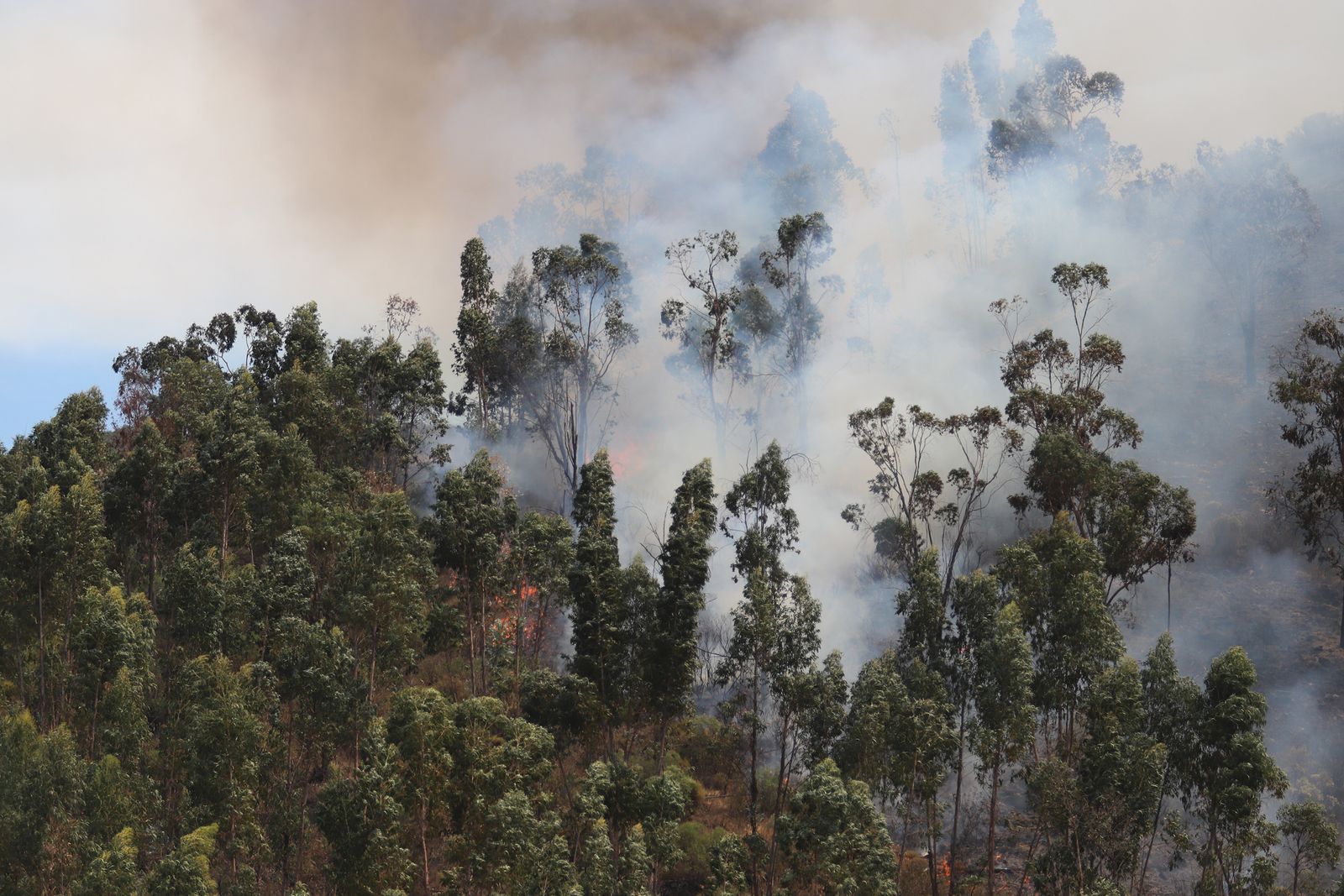 Imágenes de la devastación que deja a su paso el incendio de Almonaster la real.
