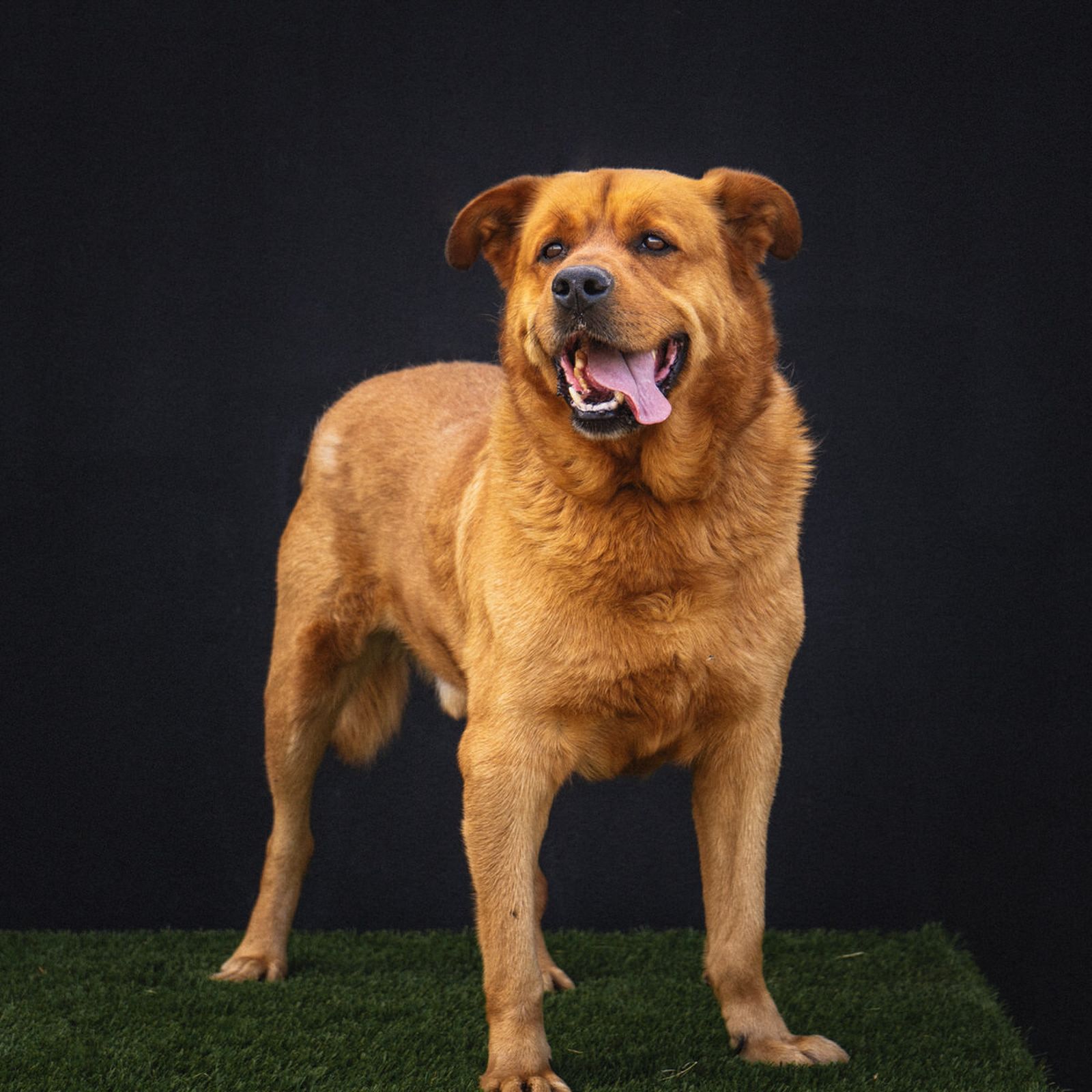 Una nueva vida para King Kong