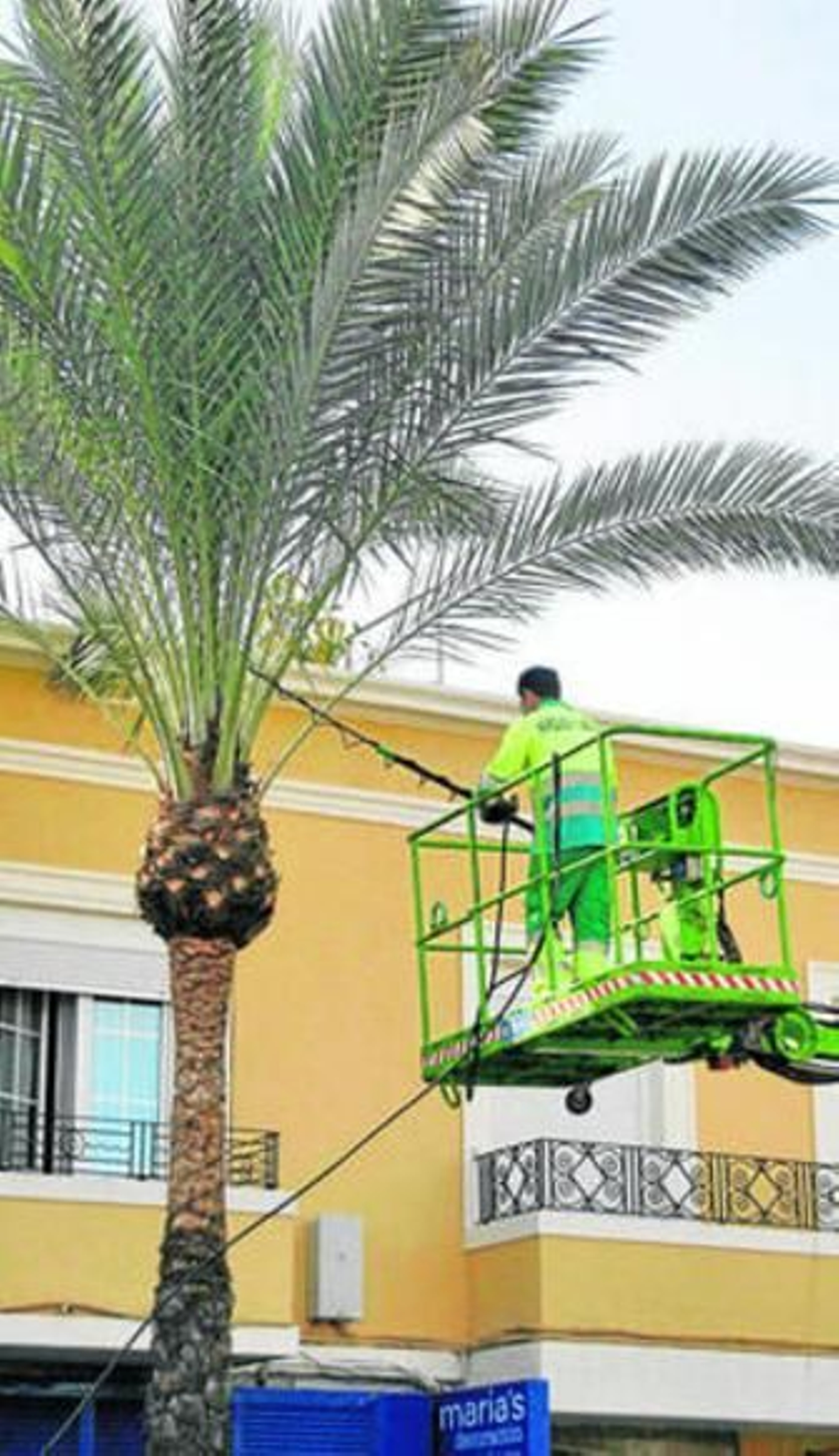 Uno de los operarios durante el fumigado de las palmeras.