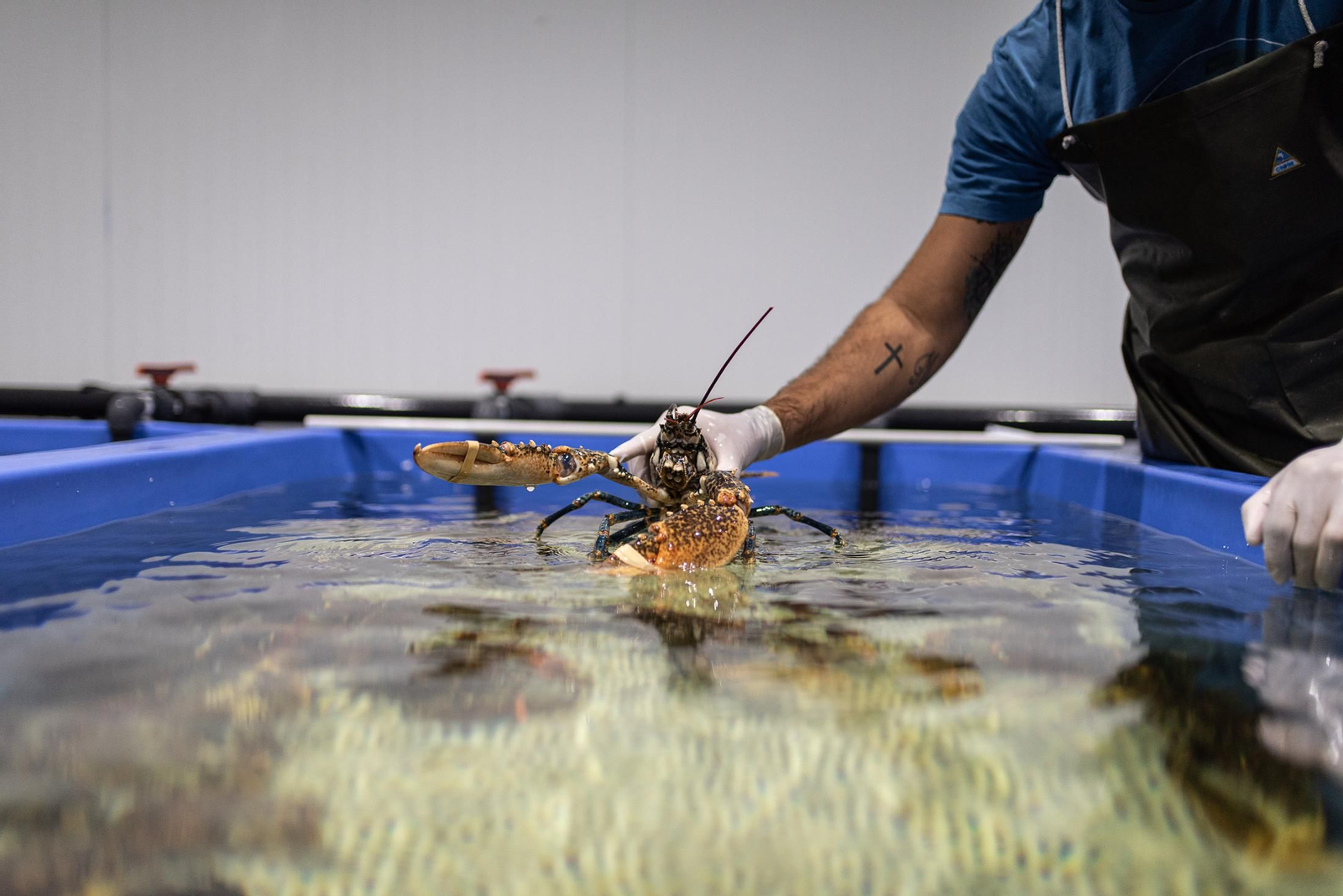 El marisco de Huelva, una joya gastronómica que enamora