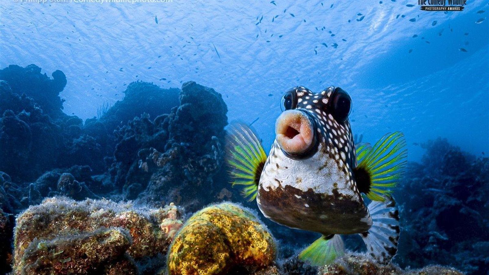 Morritos para un selfie