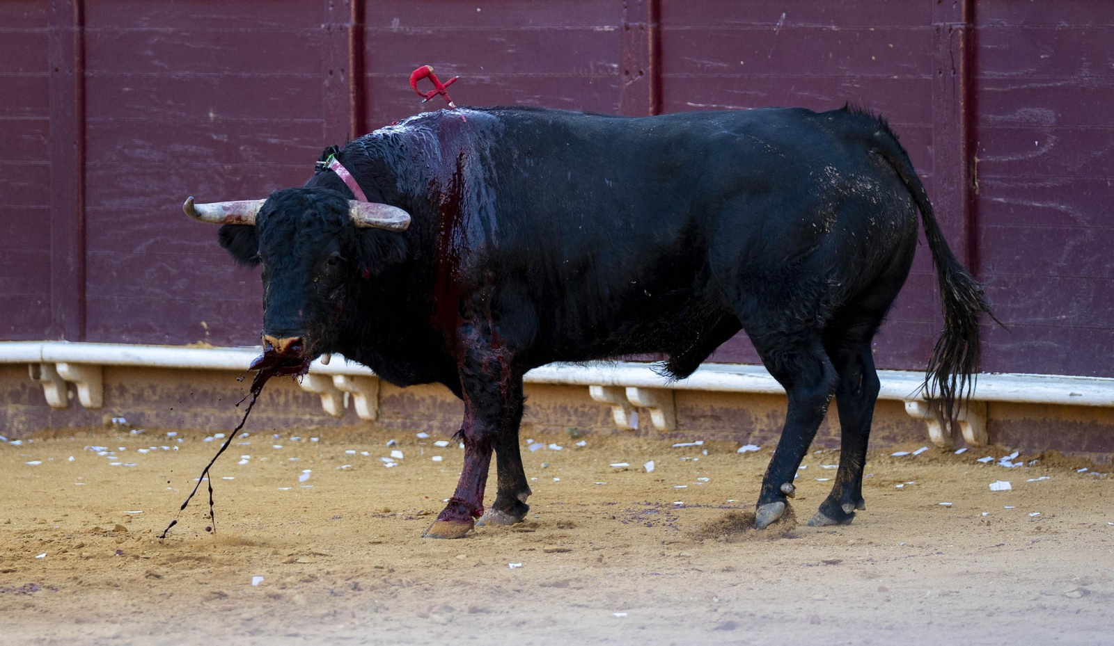 Las imágenes de los toros en Vera